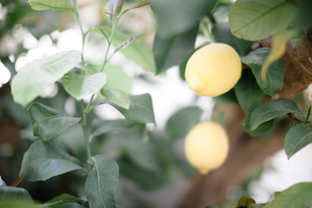 L'Orangeraie Et La Palmeraie D'Endoume มาร์กเซย ภายนอก รูปภาพ